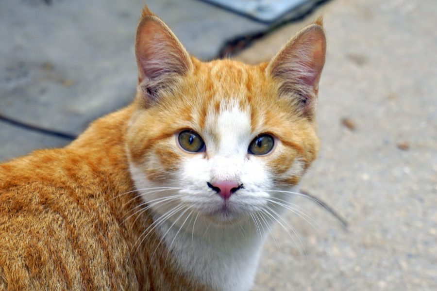 Over ten cats have vanished on Aotea, Great Barrier Island, since the beginning of the year, sparking concern and scrutiny of local conservation efforts.