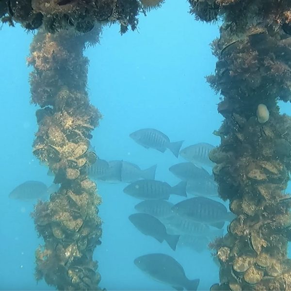A school of parore fish swim alongside mussels growing at a farm in New Zealand Photo / Lucy Underwood / University of Auckland