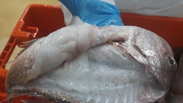 Snapper showing signs of Milky White Flesh Syndrome, a condition linked to climate change and food scarcity in the Hauraki Gulf. Photo / Fishing NZ