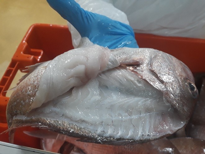 Snapper showing signs of Milky White Flesh Syndrome, a condition linked to climate change and food scarcity in the Hauraki Gulf. Photo / Fishing NZ