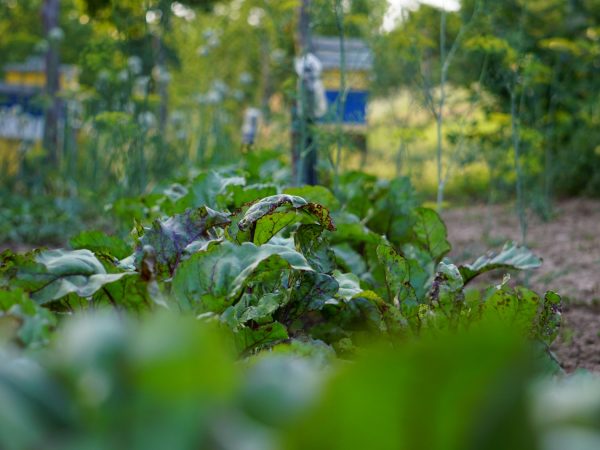 Vibrant Veges: Study reveals the importance of micronutrients for maternal and child health. / CC