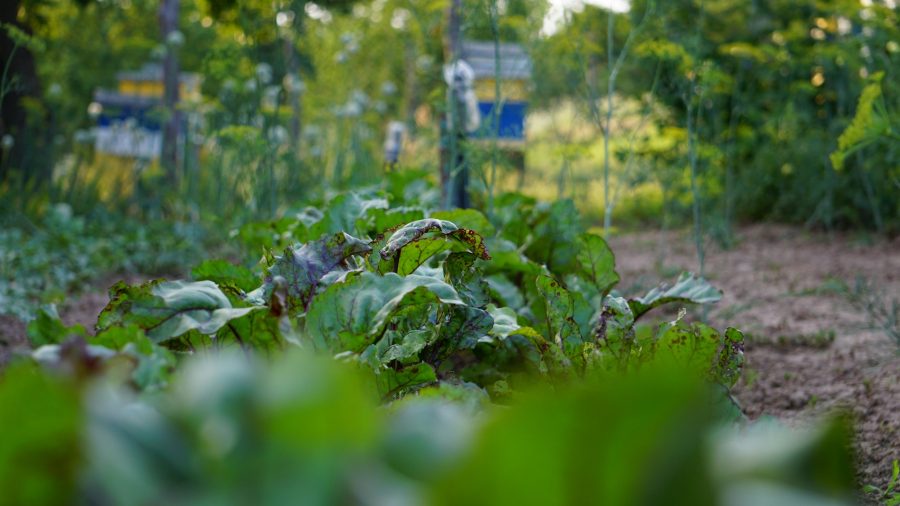 Vibrant Veges: Study reveals the importance of micronutrients for maternal and child health. / CC