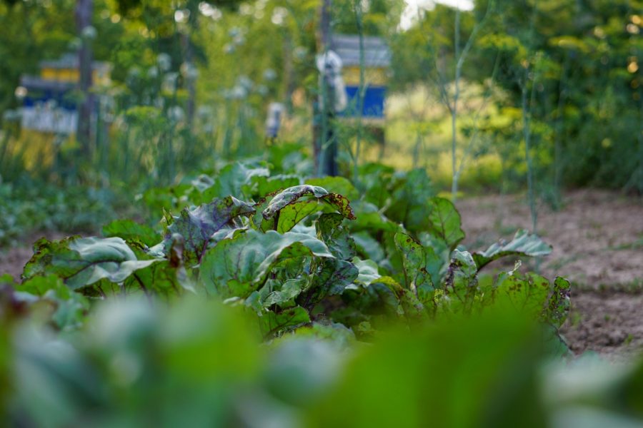 Vibrant Veges: Study reveals the importance of micronutrients for maternal and child health. / CC