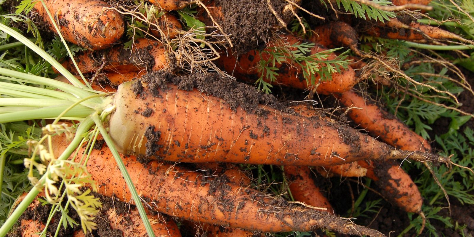 Freshly Harvested Carrots: A Vibrant Addition to Your Autumn Garden