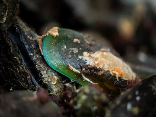 Over time, the gulf was dredged of green-lipped mussels, leading to their complete disappearance. Photo / NIWA / Rebekah Parsons-King