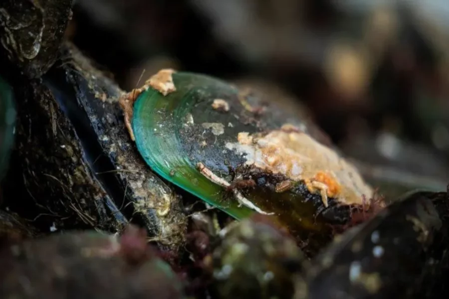 Over time, the gulf was dredged of green-lipped mussels, leading to their complete disappearance. Photo / NIWA / Rebekah Parsons-King