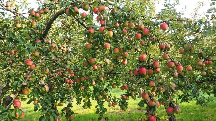 Learn the secrets to a bountiful harvest on Sunday, July 28th. Photo / RawPixel.com