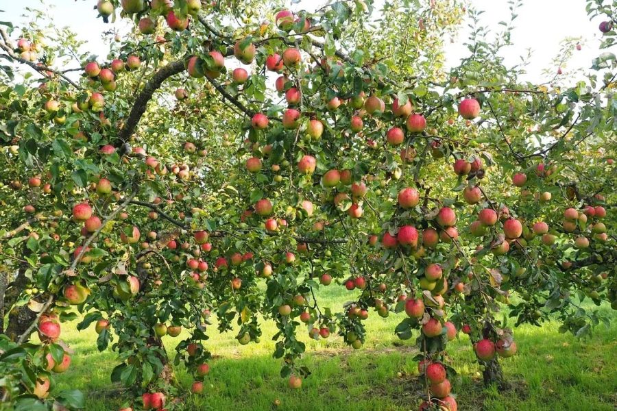 Learn the secrets to a bountiful harvest on Sunday, July 28th. Photo / RawPixel.com