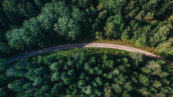 "Pine-ing" for answers: Landowners left in the dark after council fells trees on disputed boundary, despite prior arborist inspection. Photo / CC