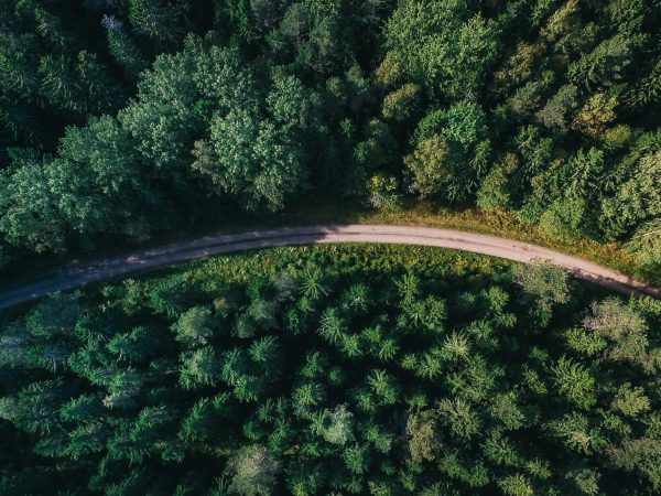 "Pine-ing" for answers: Landowners left in the dark after council fells trees on disputed boundary, despite prior arborist inspection. Photo / CC