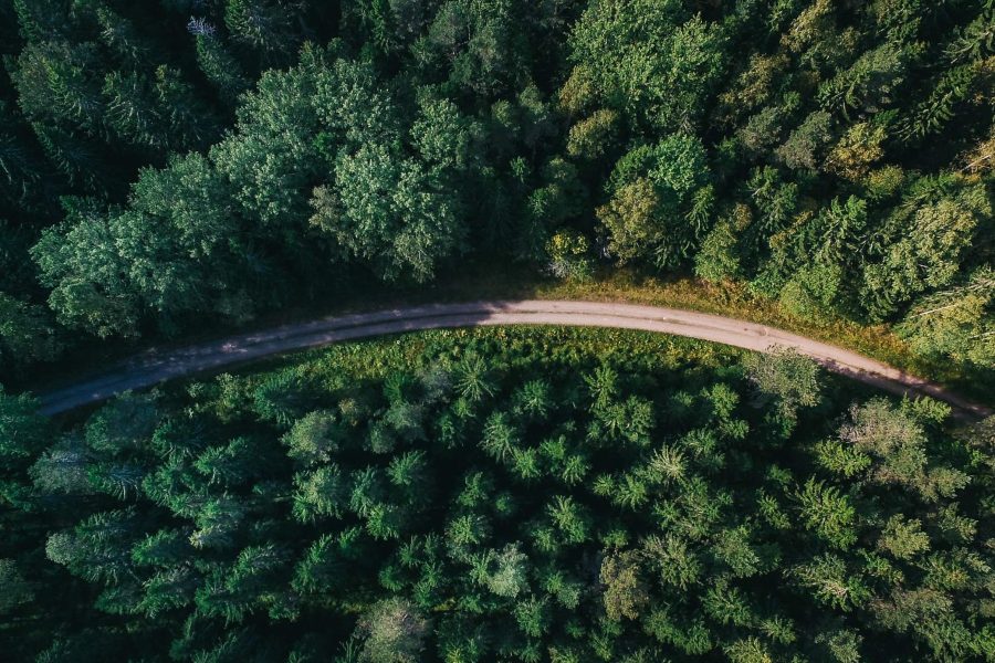 "Pine-ing" for answers: Landowners left in the dark after council fells trees on disputed boundary, despite prior arborist inspection. Photo / CC