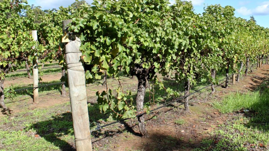 Vines climbing in a Vineyard in South Australia. CC / No Attribution