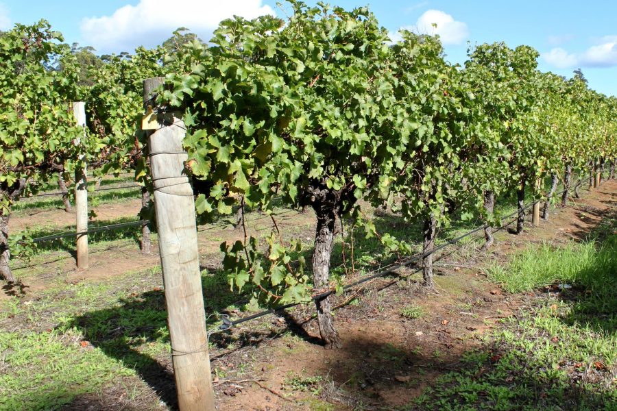 Vines climbing in a Vineyard in South Australia. CC / No Attribution