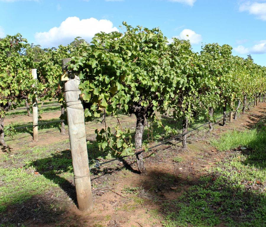 Vines climbing in a Vineyard in South Australia. CC / No Attribution