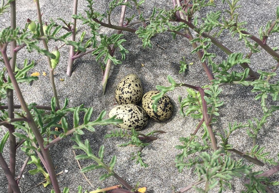 The well-camouflaged eggs of the NZ dotterel, nestled safely in the sands of Oruawharo Medlands.