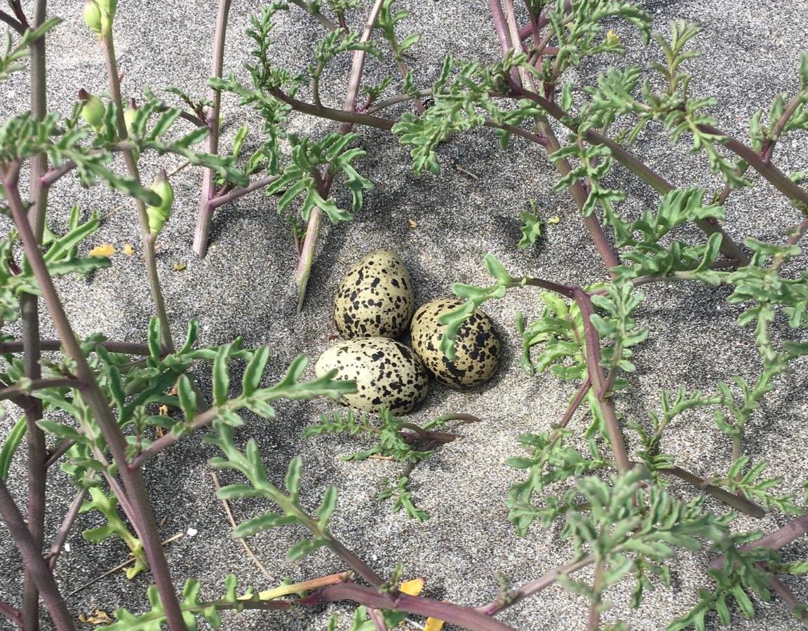 The well-camouflaged eggs of the NZ dotterel, nestled safely in the sands of Oruawharo Medlands.