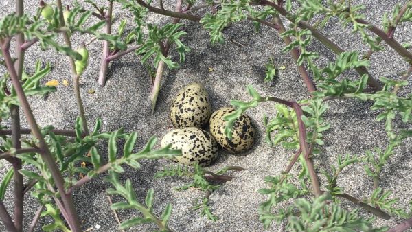 The well-camouflaged eggs of the NZ dotterel, nestled safely in the sands of Oruawharo Medlands.