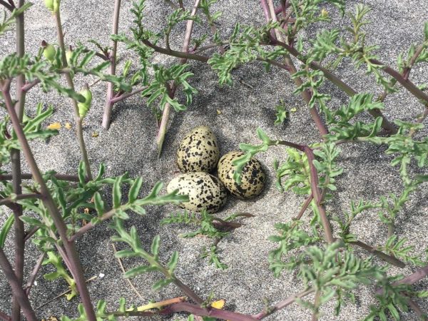 The well-camouflaged eggs of the NZ dotterel, nestled safely in the sands of Oruawharo Medlands.