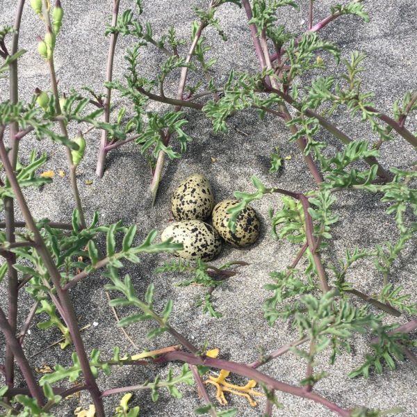 The well-camouflaged eggs of the NZ dotterel, nestled safely in the sands of Oruawharo Medlands.