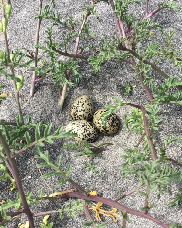 The well-camouflaged eggs of the NZ dotterel, nestled safely in the sands of Oruawharo Medlands.