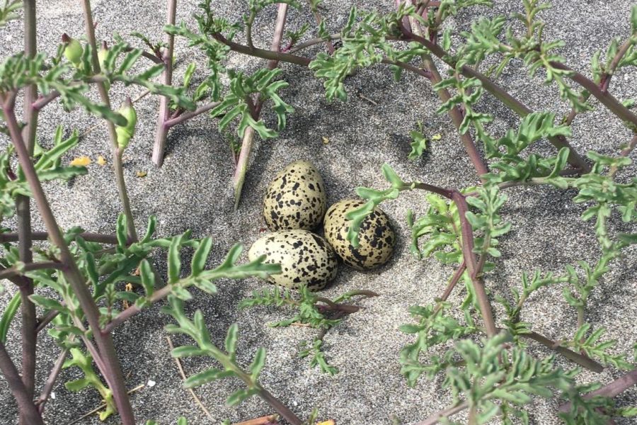 The well-camouflaged eggs of the NZ dotterel, nestled safely in the sands of Oruawharo Medlands.