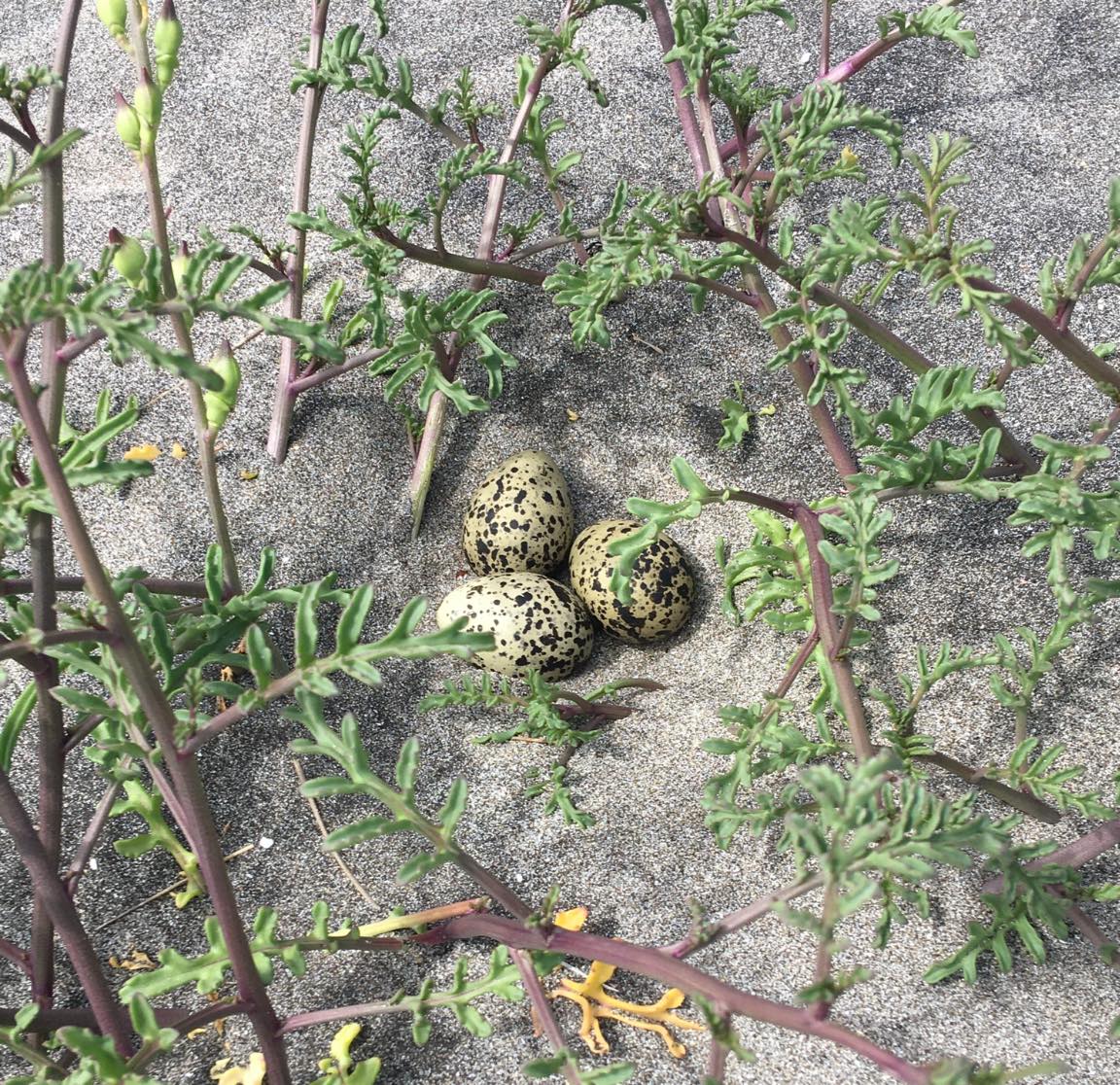 The well-camouflaged eggs of the NZ dotterel, nestled safely in the sands of Oruawharo Medlands.