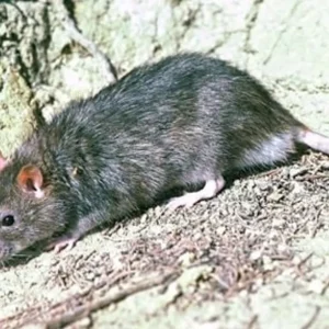 A lone Norway Rat on Motutapu Island has been tracked, and is believed to have been successfully eliminated by conservation teams (file photo). Photo / DOC / Rod Morris - Creative Commons