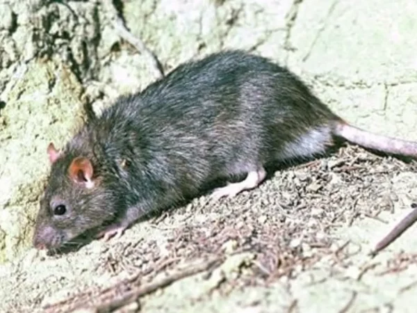 A lone Norway Rat on Motutapu Island has been tracked, and is believed to have been successfully eliminated by conservation teams (file photo). Photo / DOC / Rod Morris - Creative Commons