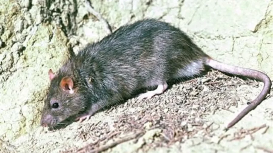 A lone Norway Rat on Motutapu Island has been tracked, and is believed to have been successfully eliminated by conservation teams (file photo). Photo / DOC / Rod Morris - Creative Commons