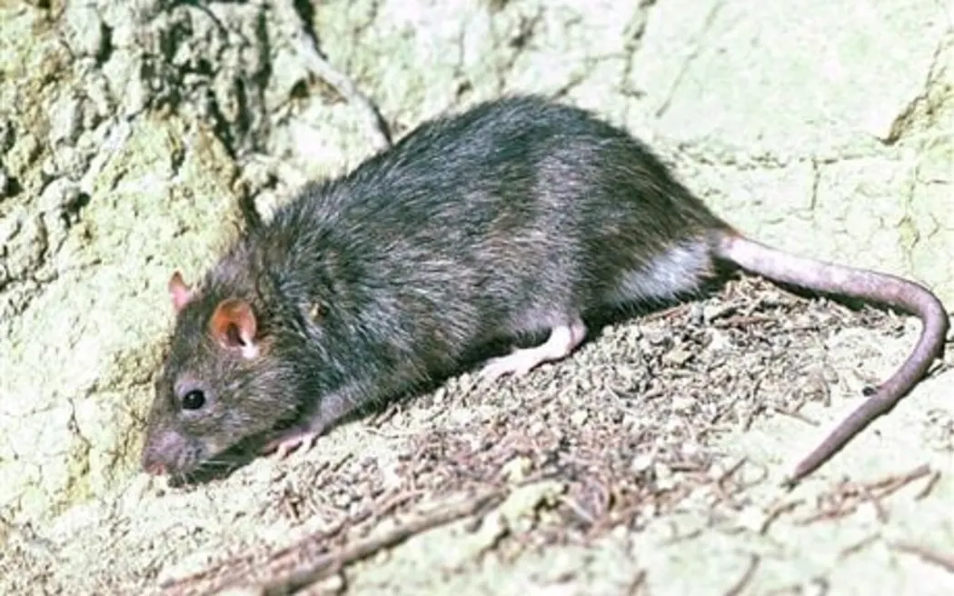 A lone Norway Rat on Motutapu Island has been tracked, and is believed to have been successfully eliminated by conservation teams (file photo). Photo / DOC / Rod Morris - Creative Commons