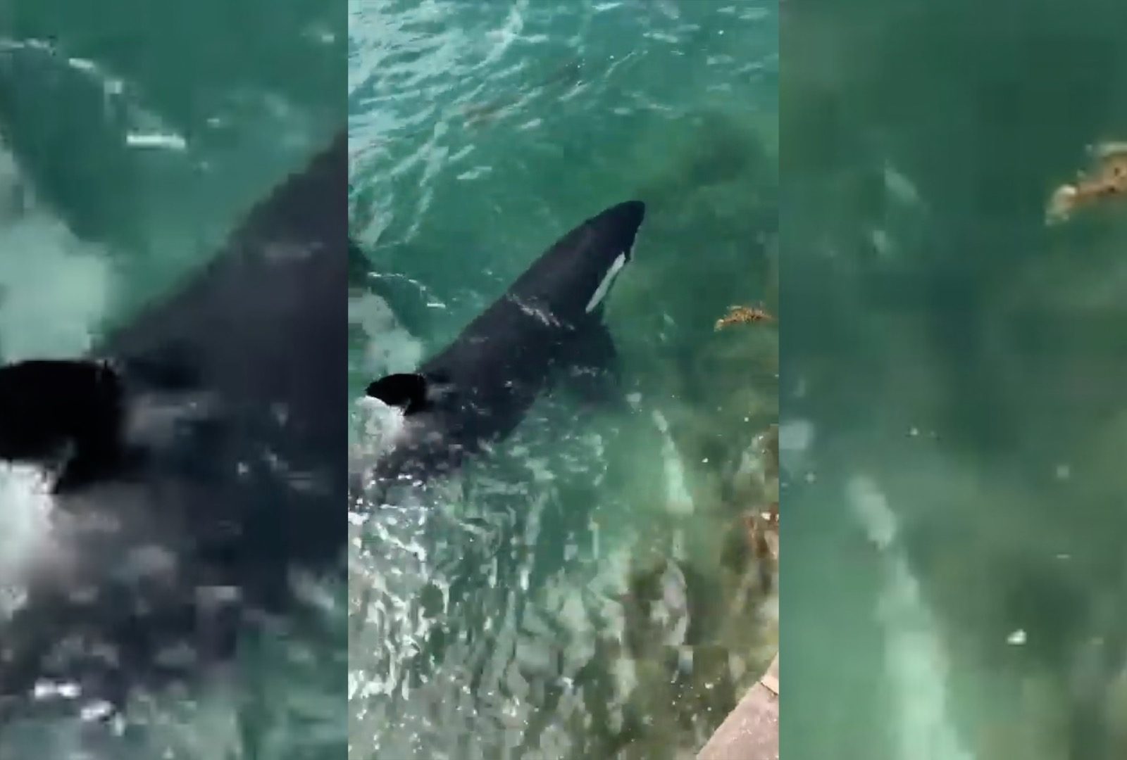 A breathtaking moment captured on YouTube Video: Orcas corner a shark at Tryphena Wharf. Video / Out of Line via YouTube