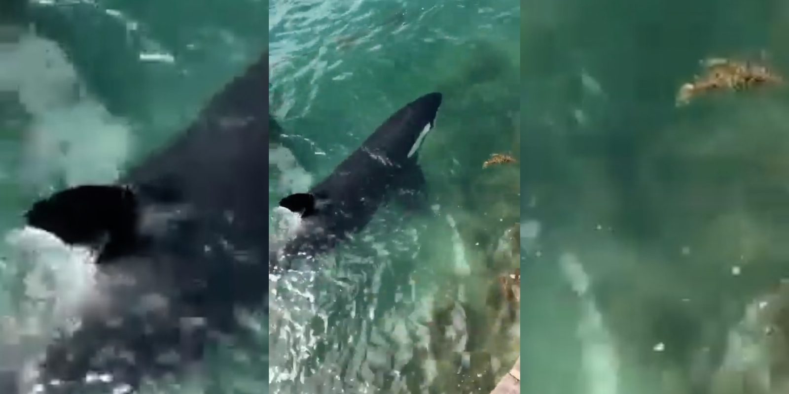 A breathtaking moment captured on YouTube Video: Orcas corner a shark at Tryphena Wharf. Video / Out of Line via YouTube