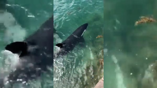 A breathtaking moment captured on YouTube Video: Orcas corner a shark at Tryphena Wharf. Video / Out of Line via YouTube