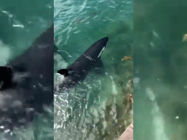 A breathtaking moment captured on YouTube Video: Orcas corner a shark at Tryphena Wharf. Video / Out of Line via YouTube