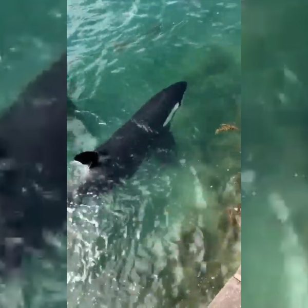 A breathtaking moment captured on YouTube Video: Orcas corner a shark at Tryphena Wharf. Video / Out of Line via YouTube