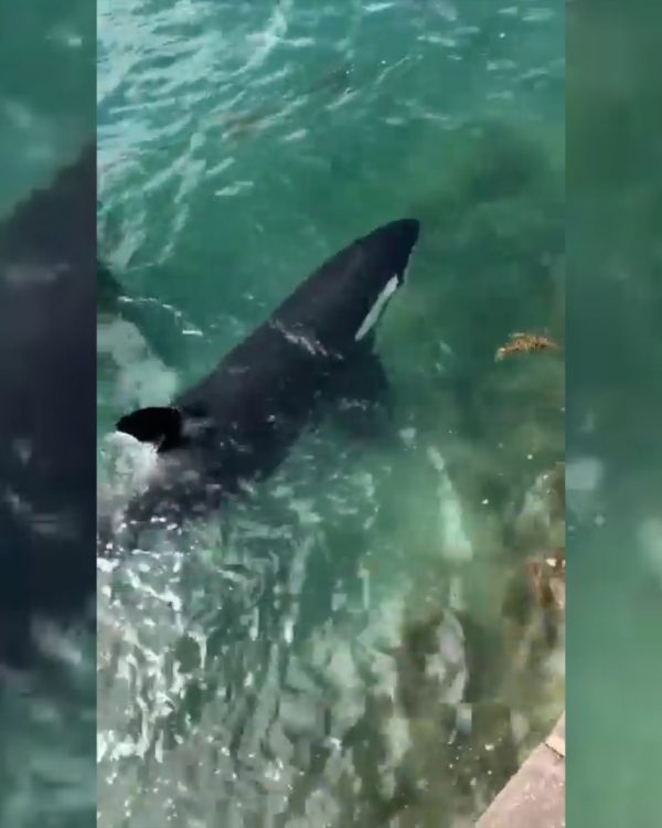 A breathtaking moment captured on YouTube Video: Orcas corner a shark at Tryphena Wharf. Video / Out of Line via YouTube