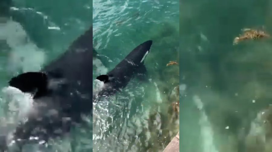 A breathtaking moment captured on YouTube Video: Orcas corner a shark at Tryphena Wharf. Video / Out of Line via YouTube