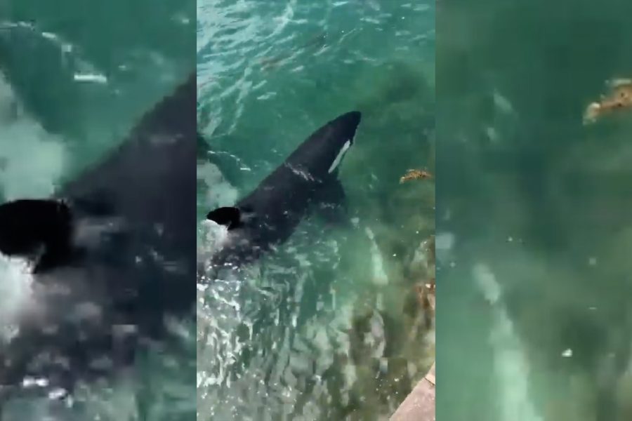 A breathtaking moment captured on YouTube Video: Orcas corner a shark at Tryphena Wharf. Video / Out of Line via YouTube