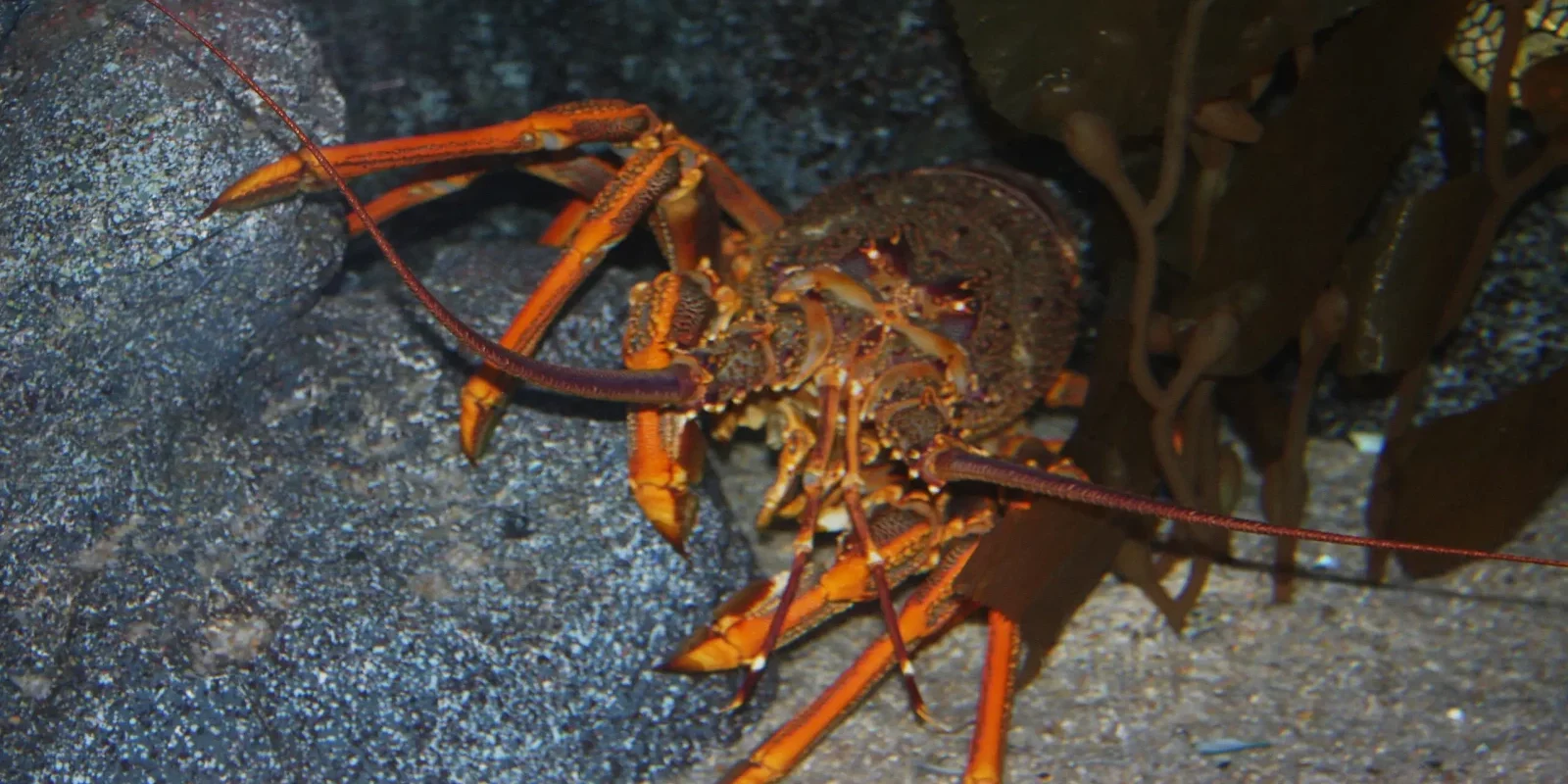 A crayfish lurks between rocks. Debate is intensifying over proposed quota increases and their impact on local marine life in the Hauraki Gulf. Photo / Jasus Edwards / CC