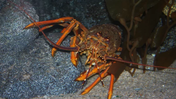 A crayfish lurks between rocks. Debate is intensifying over proposed quota increases and their impact on local marine life in the Hauraki Gulf. Photo / Jasus Edwards / CC