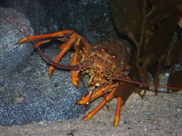 A crayfish lurks between rocks. Debate is intensifying over proposed quota increases and their impact on local marine life in the Hauraki Gulf. Photo / Jasus Edwards / CC