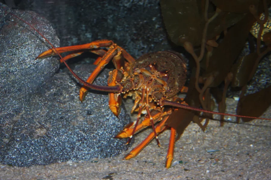 A crayfish lurks between rocks. Debate is intensifying over proposed quota increases and their impact on local marine life in the Hauraki Gulf. Photo / Jasus Edwards / CC