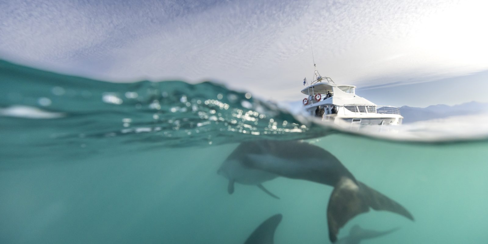 DOC seeks sightings of entangled dolphin near Auckland