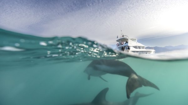 DOC seeks sightings of entangled dolphin near Auckland