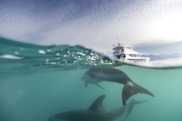 DOC seeks sightings of entangled dolphin near Auckland