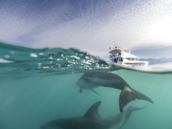 DOC seeks sightings of entangled dolphin near Auckland