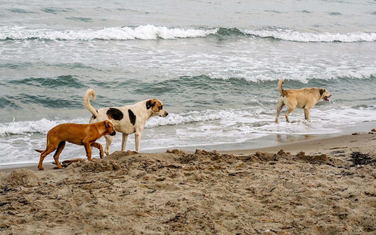 Exploring new bounds: Dogs could enjoy their last leashed walks before proposed changes at Pah Beach.