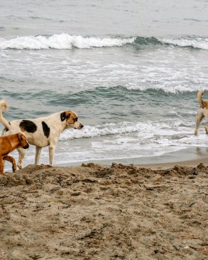 Exploring new bounds: Dogs could enjoy their last leashed walks before proposed changes at Pah Beach.