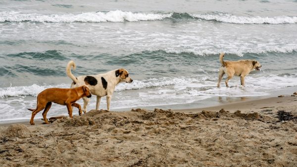 Exploring new bounds: Dogs could enjoy their last leashed walks before proposed changes at Pah Beach.