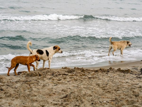 Exploring new bounds: Dogs could enjoy their last leashed walks before proposed changes at Pah Beach.